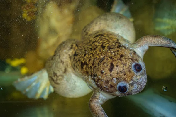 아프리카 발톱된 개구리 — 스톡 사진