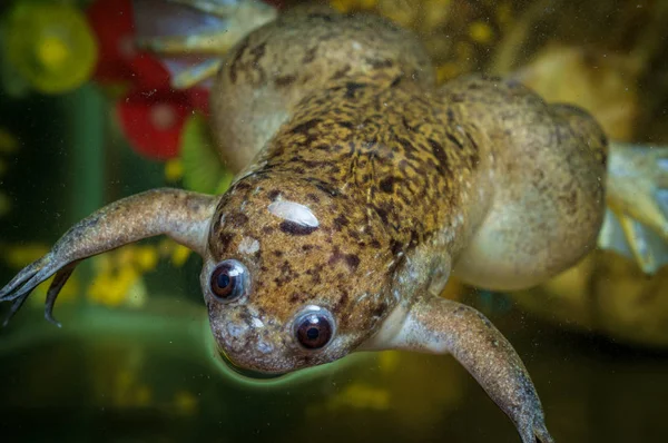 African Clawed Frog — Stock Photo, Image