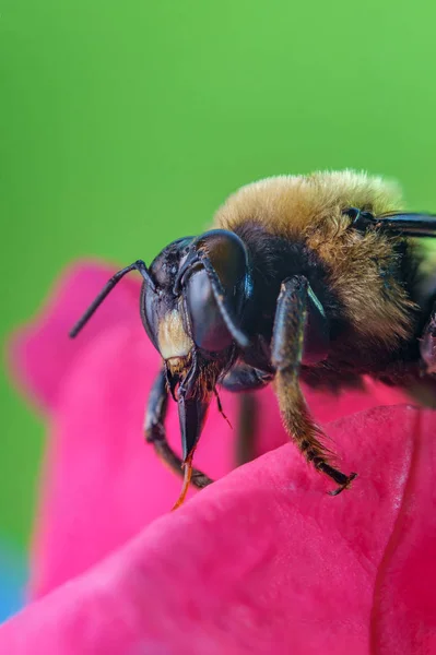 Bunga Bumblebee Makro — Stok Foto
