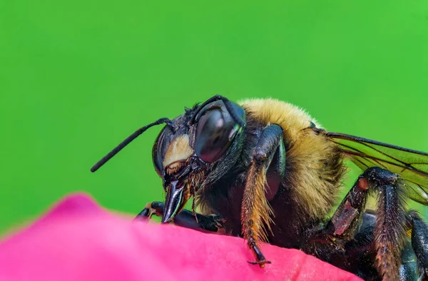 Makro Bumblebee Çiçek — Stok fotoğraf