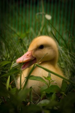 Amerikan Pekin ördek yavrusu