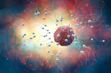 Sperm ve Yumurta 3d İllüstrasyon