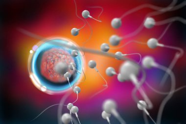Sperm ve Yumurta 3d İllüstrasyon