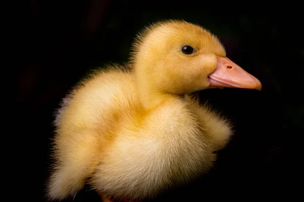 Americano Pekin patito —  Fotos de Stock