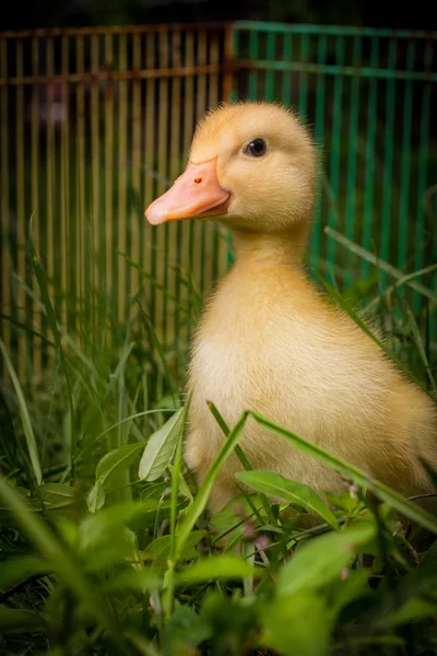 Patinho-de-pele-americano — Fotografia de Stock