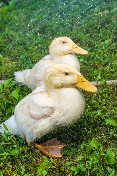 Adolescent American Pekin Duckling — Stock Photo, Image