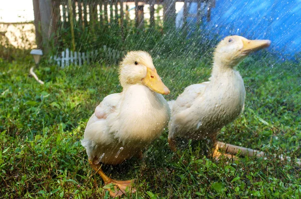 Adolescent américain Pekin Duckling — Photo