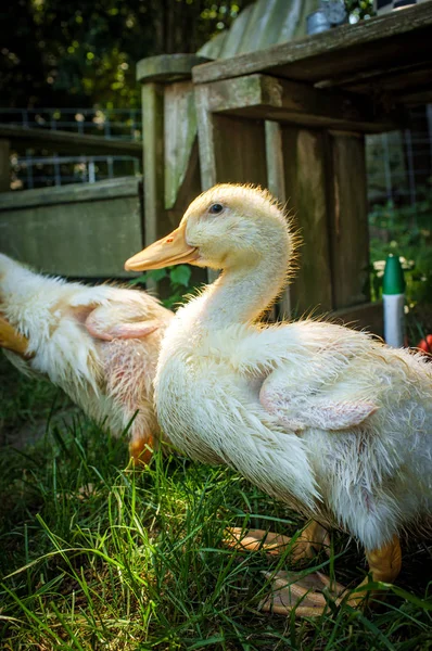 Adolescent American Pekin Duckling — Stock Photo, Image
