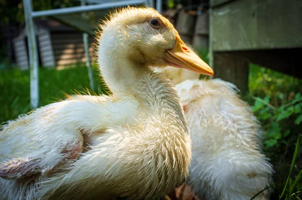 Pubertierendes amerikanisches Pekin-Entlein — Stockfoto