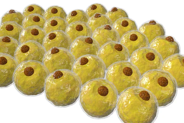 Adipocyte menselijke vetcellen 3D illustratie — Stockfoto