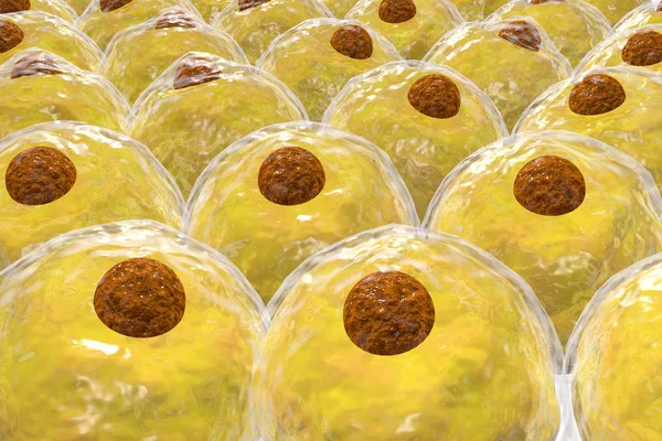 Adipocyte Human Fat Cells 3D Illustration