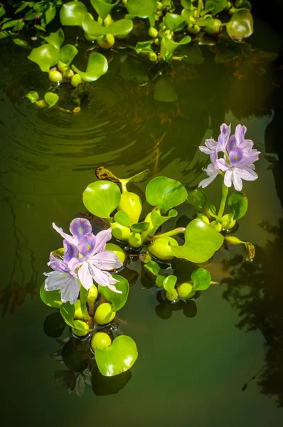 Eichhornia Floração Água Hyacinth — Fotografia de Stock