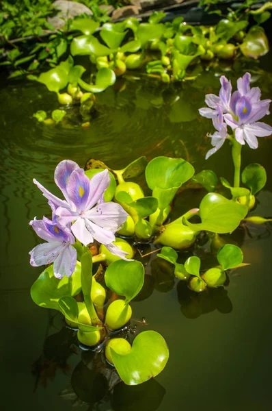 Eichhornia bloeiende water hyacint — Stockfoto