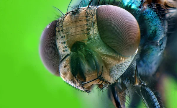 Gewöhnliche grüne Flaschenfliege — Stockfoto