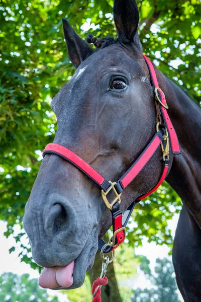 Gros plan portrait de cheval été — Photo