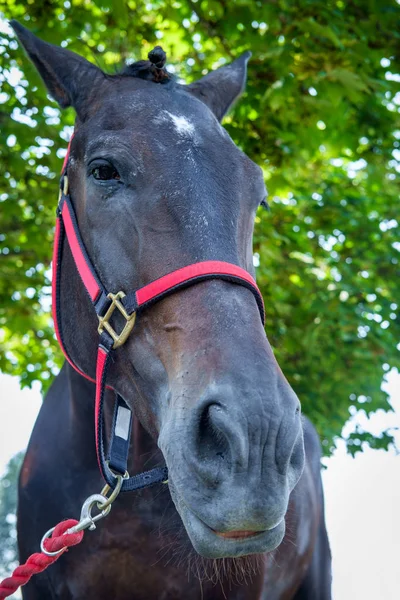 Gros plan portrait de cheval été — Photo