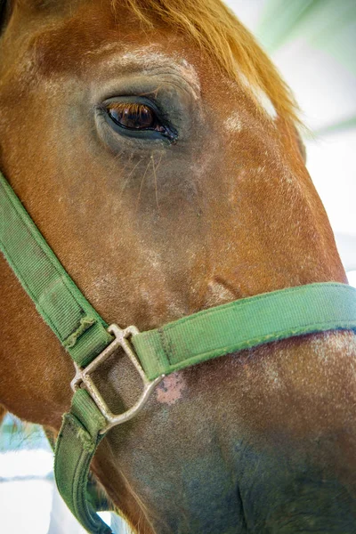 Gros plan portrait de cheval été — Photo