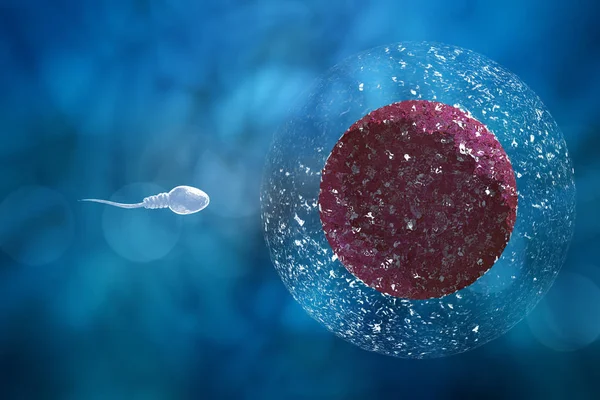 Sperma en ei 3D illustratie — Stockfoto