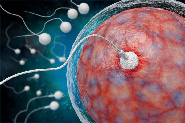 Sperm ve Yumurta 3d İllüstrasyon — Stok fotoğraf