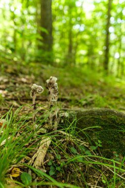 Ormanda garip ve nadir bulunan Hint Boru Çiçeği