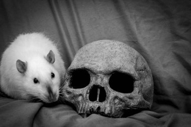 Evcil sıçan veba konsepti olarak çürümüş insan kafatasının yanında oynuyor.