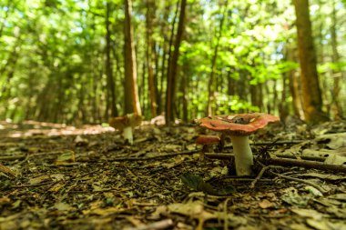 Büyük kırmızı Emetic Russula zehirli mantarı ormanda bulundu.
