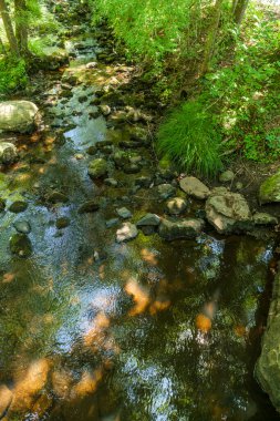Orman deresi suyu yaz güneşinde dondu.