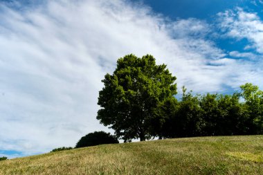 Ufuktaki ağaçlar mavi gökyüzü ve bulutlarla dolu bir yaz tarlasında