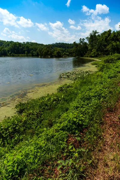 Algues Sur Lac Été Avec Soleil Éclatant Paysage Nuageux — Photo