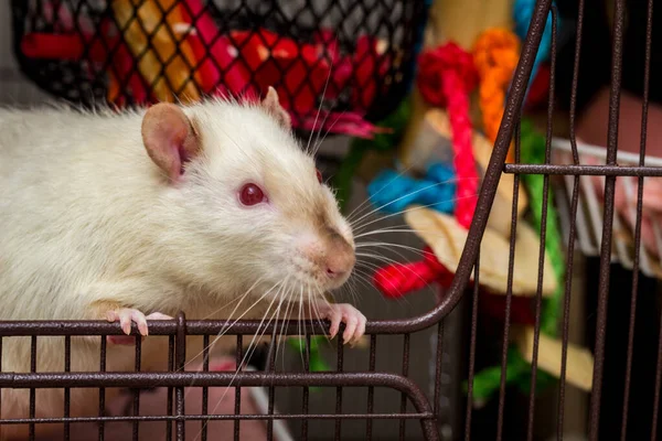 Nyfiken Vänlig Tjusig Sällskapsdjur Siamese Råtta Tittar Öppen Metall Bur — Stockfoto