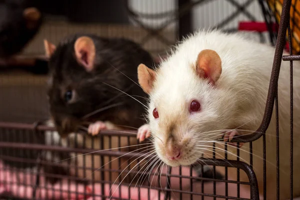Neugierig Freundliche Haustier Siamesische Ratte Schaut Aus Offenen Metallkäfig — Stockfoto