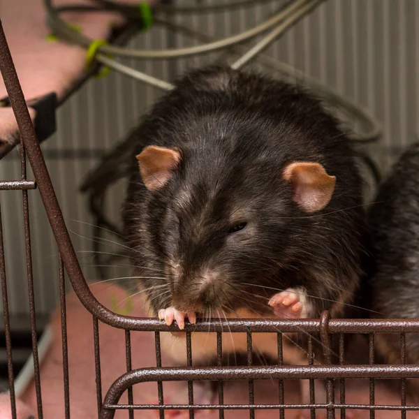 Fantasía Dumbo Oreja Berkshire Mascota Rata Negra Apertura Jaula —  Fotos de Stock