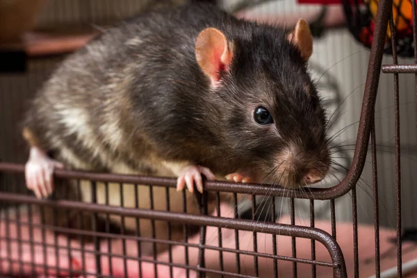 Fantasía Berkshire Mascota Rata Negra Apertura Jaula —  Fotos de Stock