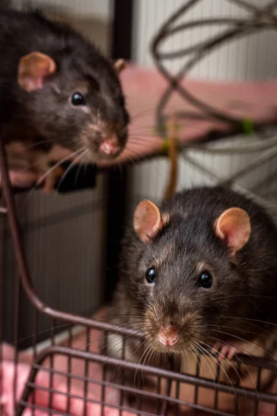 Fantasía Berkshire Mascota Rata Negra Apertura Jaula —  Fotos de Stock