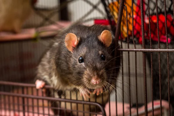 Fancy Berkshire Pet Black Rat Cage Opening — Stock fotografie
