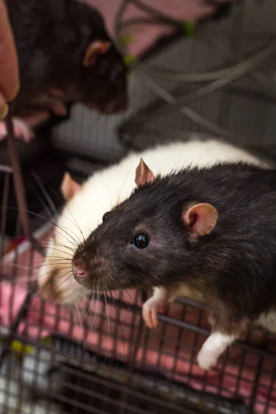 Fancy Berkshire Pet Schwarze Ratte Bei Der Eröffnung Des Käfigs — Stockfoto