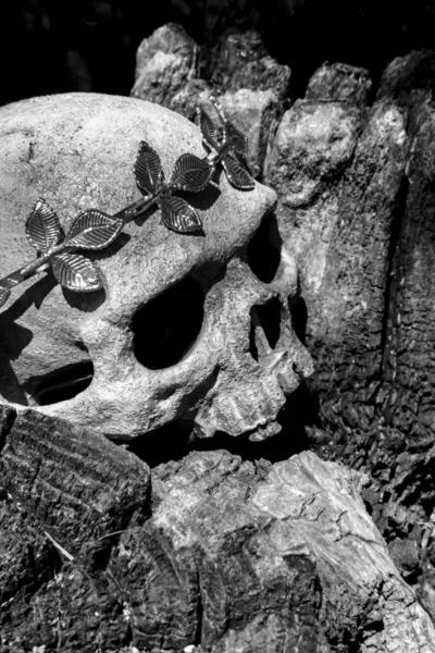 Crânio Esqueleto Humano Rei Rainha Usando Coroa Folha Ouro Real — Fotografia de Stock