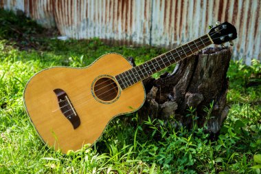 Akustik bariton ukulele gitar avluda kütüğe yaslanıyor