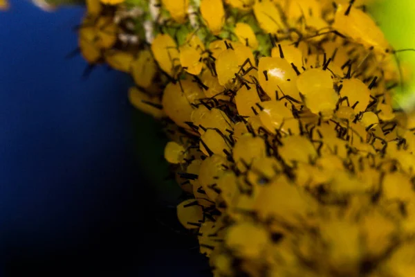 Macro Close Kleine Gele Bladluizen Bladsteel — Stockfoto