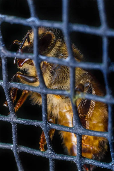 Nahaufnahme Einer Arbeiterbiene Hinter Einem Netz — Stockfoto