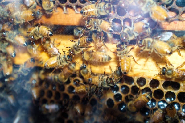 Großaufnahme Von Arbeitsbienen Querschnitt Des Bienenstocks — Stockfoto