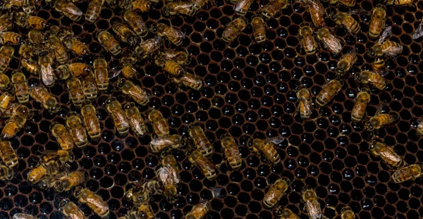 Primer Plano Las Abejas Obreras Sección Transversal Pantalla Colmena —  Fotos de Stock