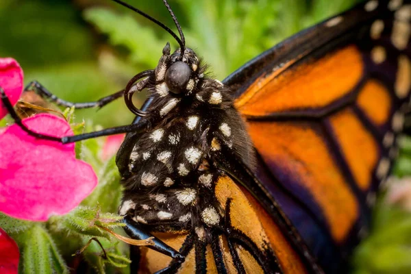 Primer Plano Mariposa Monarca Con Bonitas Flores Verano —  Fotos de Stock