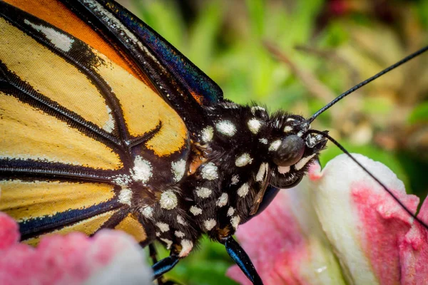 Primer Plano Mariposa Monarca Con Bonitas Flores Verano —  Fotos de Stock