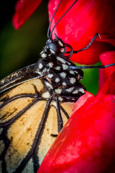 Primer Plano Mariposa Monarca Con Bonitas Flores Verano —  Fotos de Stock