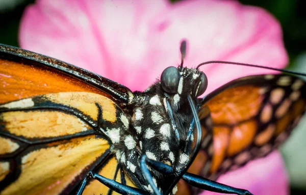 Крупним Планом Монарх Метелик Красивими Літніми Квітами — стокове фото