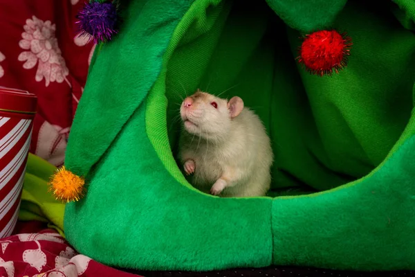 Fantasía Siamés Mascota Rata Dentro Cumfy Árbol Navidad —  Fotos de Stock