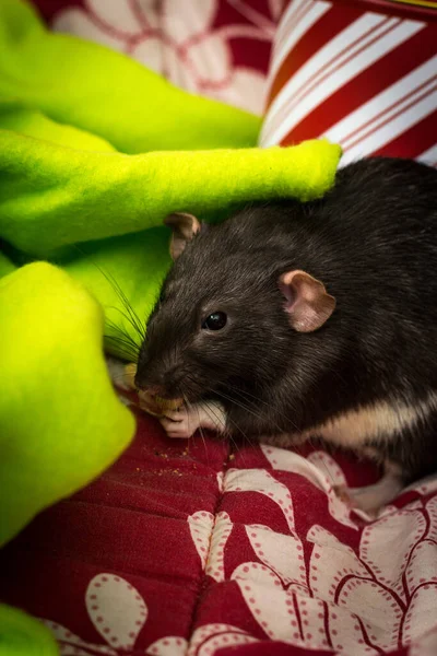 Fantasía Mascota Rata Tema Navidad Con Lata Regalo —  Fotos de Stock