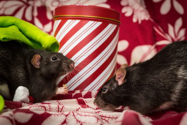 Fantasía Mascota Rata Tema Navidad Con Lata Regalo —  Fotos de Stock