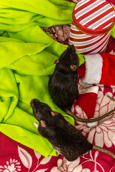 Fancy Pet Ratte Weihnachtliches Thema Mit Geschenk Dose — Stockfoto